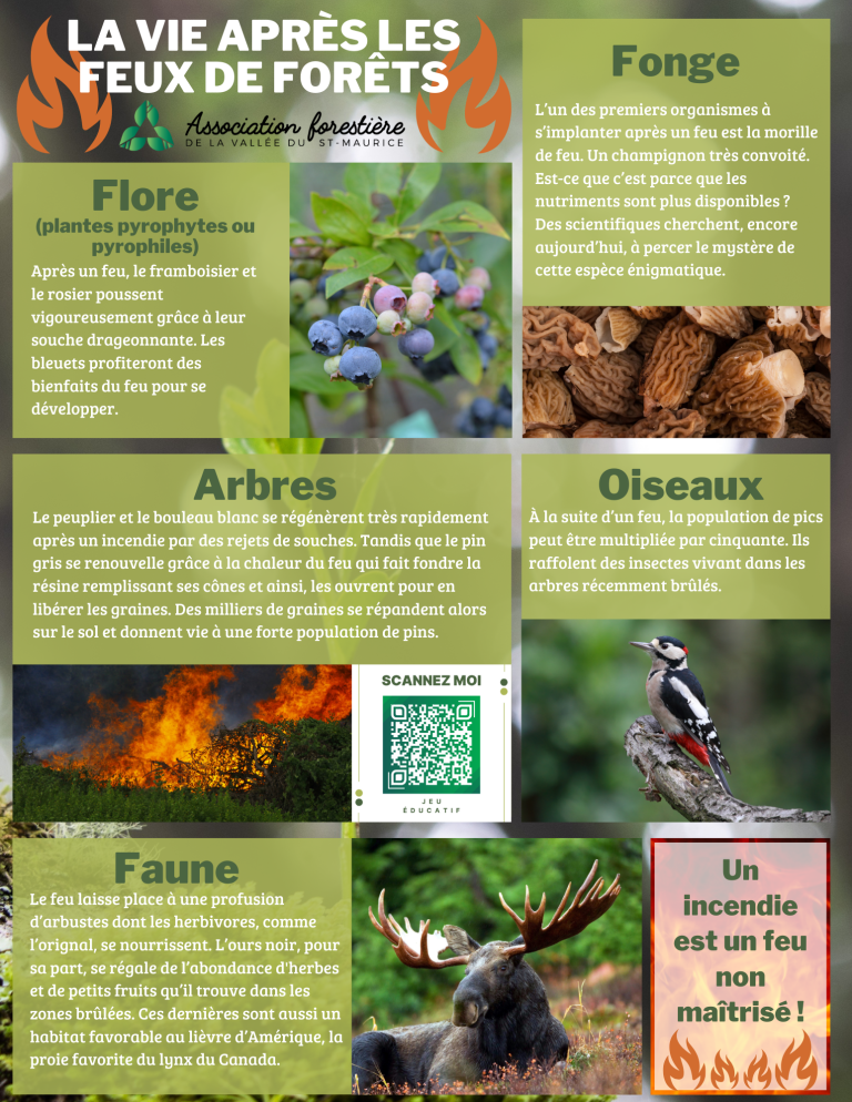 Fiche La vie après les feux de forêts Association forestière de la