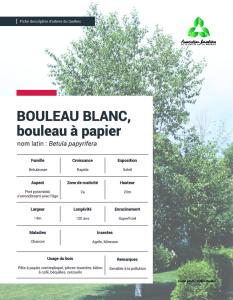 Bouleau à papier