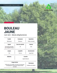 Bouleau jaune