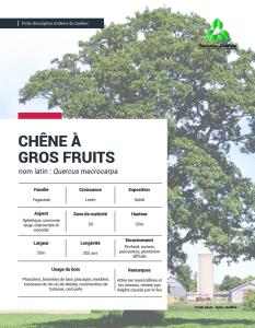 Chêne à gros fruits