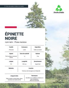 Épinette noire