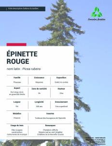 Épinette rouge