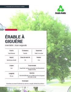 Érable à Giguère