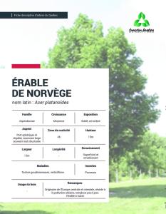 Érable de Norvège