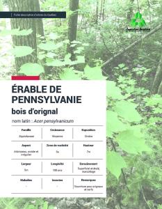 Érable de Pennsylvanie