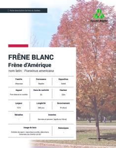 Frêne blanc