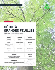 Hêtre à grandes feuilles