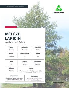 Mélèze laricin