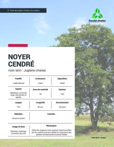 Noyer cendré
