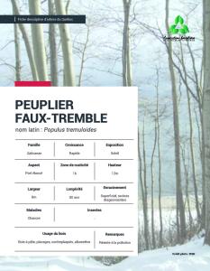 Peuplier faux-tremble