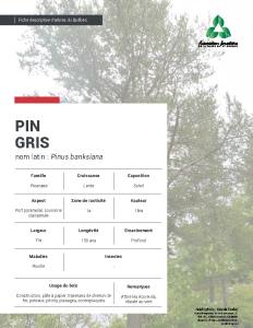 Pin gris