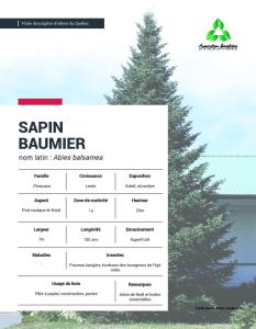 Sapin Baumier