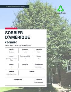 Sorbier d'Amérique