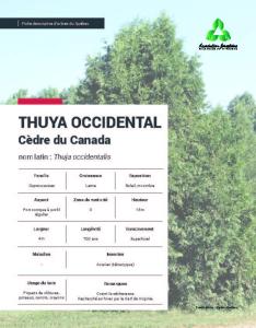 Thuya occidental