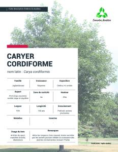 Caryer cordiforme