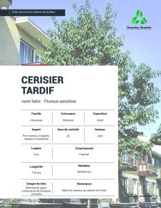Cerisier-tardif