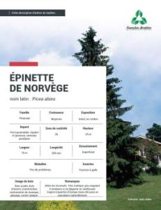 Épinette de Norvège