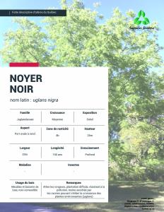 Noyer-noir